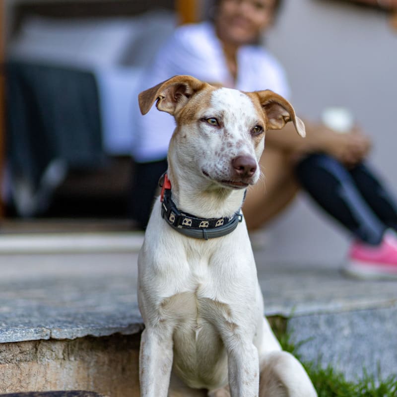 Overnight House Sitting and Drop-in Visits for Dogs in London