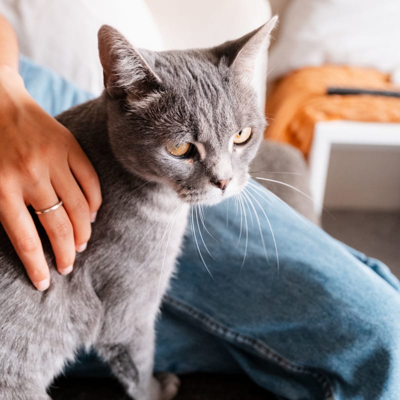 Cat Sitting and Home Visits Around Chingford Mount