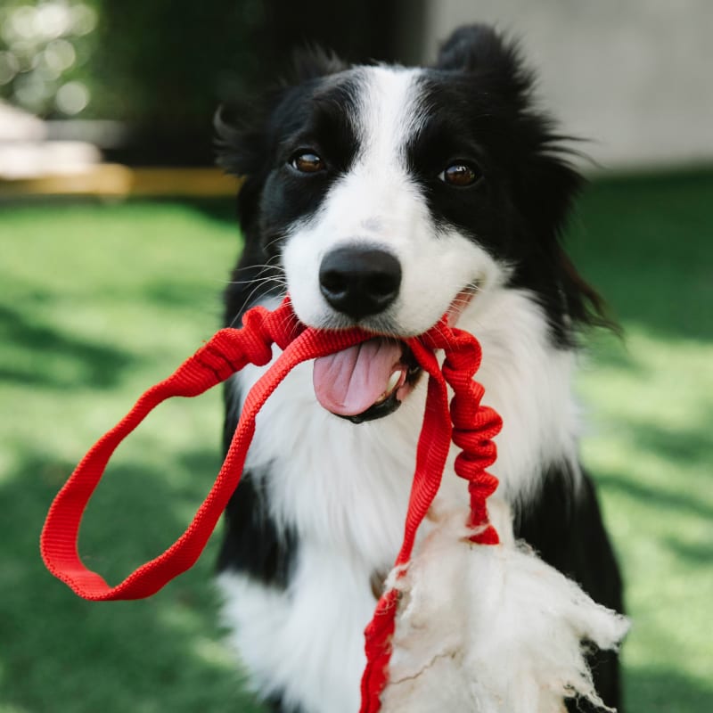 Dog Walks and Pet Visits Around Tockwith