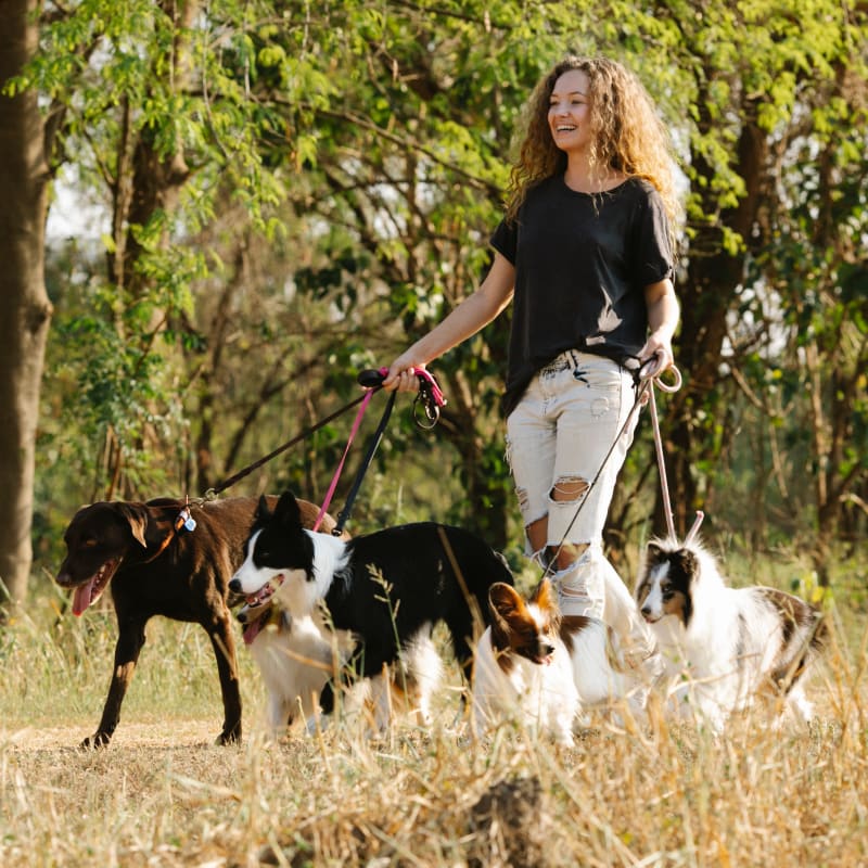 Group Dog Walks Around Portobello and Joppa