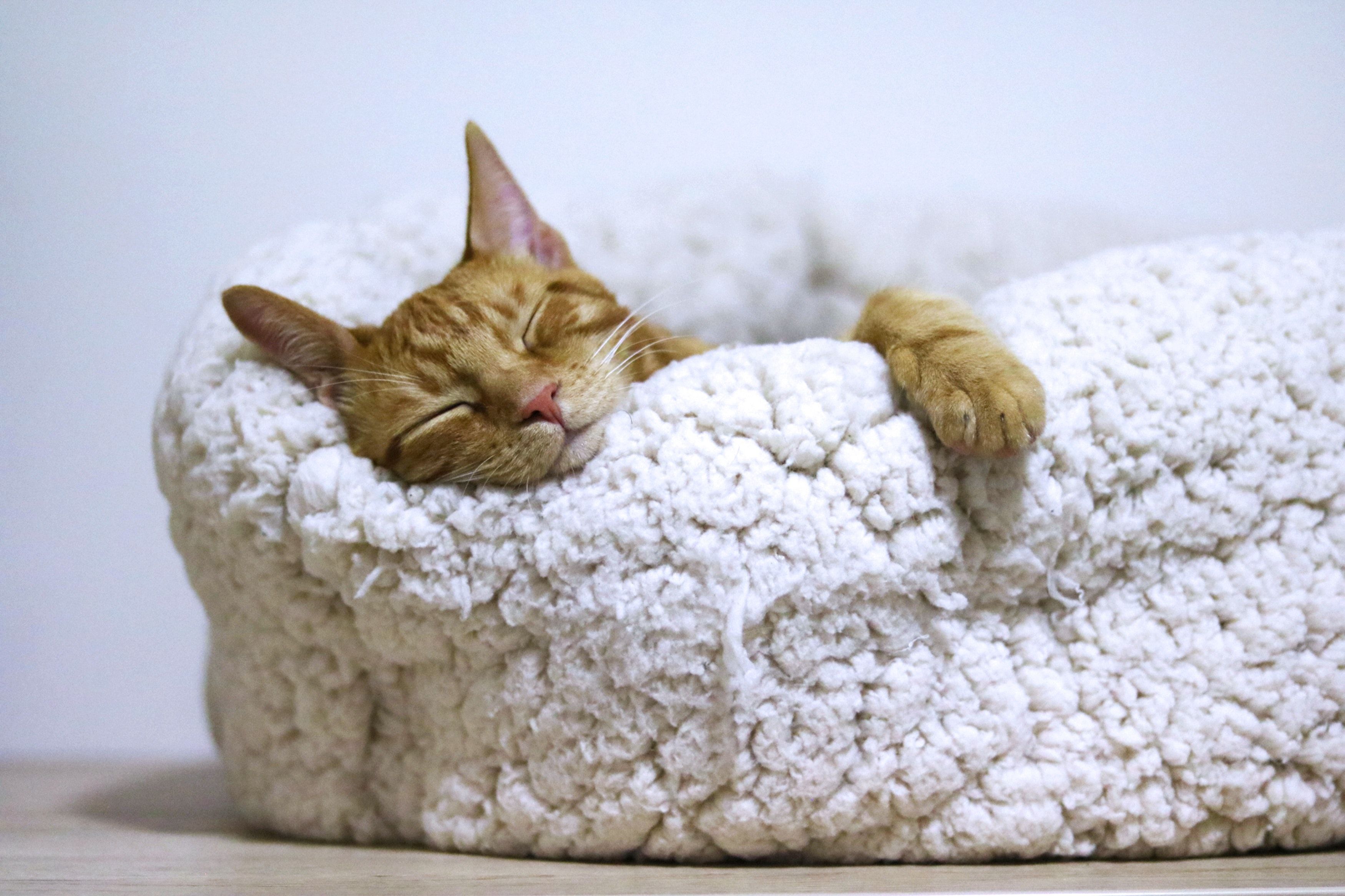 sleep.jpg