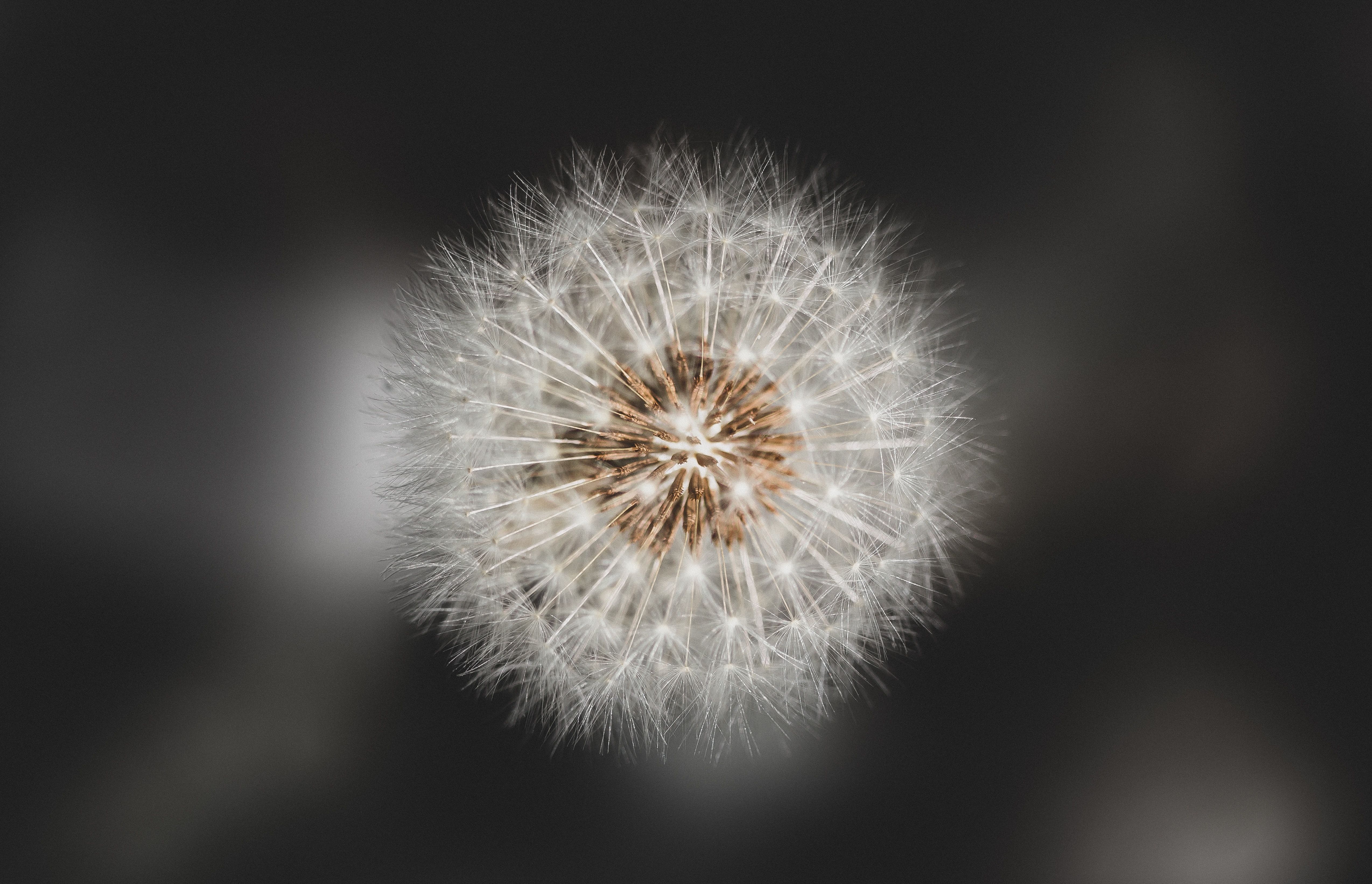 andreas-haslinger-dandelion