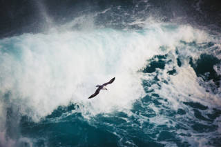 Fulmar flying over crashing waves, Shetland