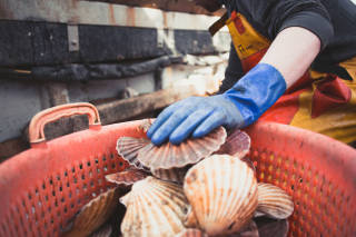 Scallops being placed in basket
