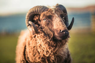 Shetland Sheep