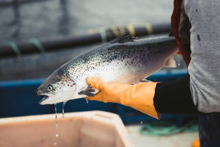 Scottish salmon being held by salmon farm worker