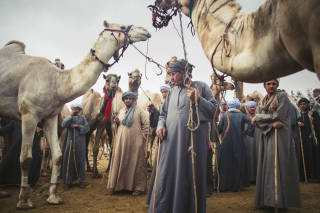 Men stood around a camel, Egypt