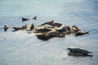Seals