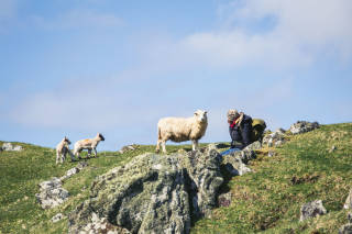 Sheep