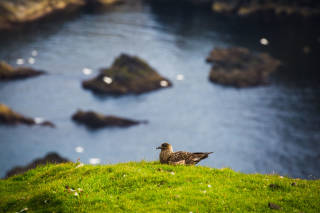 Bonxie