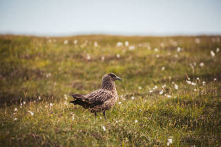 Bonxie