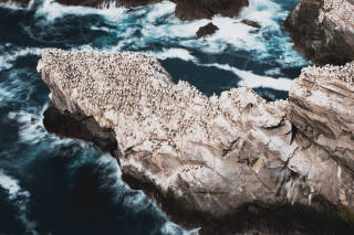 Gannets on Clingra Stack
