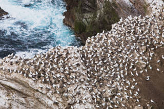 Gannets on Clingra Stack