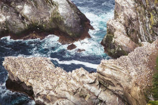 Gannets on Clingra Stack