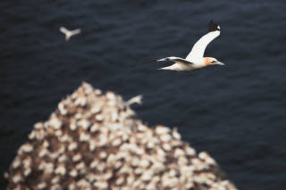 Gannet