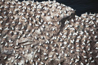 Gannets, Hermaness