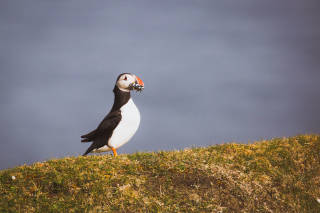 Puffin