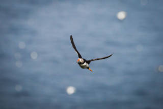 Puffin