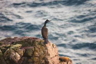Shag at Skelda Ness