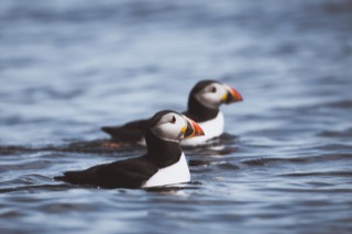 Puffins on the sea, Boddam