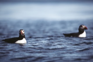 Puffins on the sea, Boddam