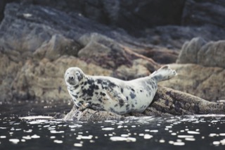 Harbour seal, near Quarff