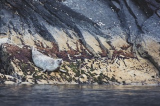 Harbour seal, near Quarff