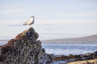 Herring gull on a rock, Quarff