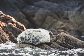 Harbour seal sleeping on a rock, near Quarff
