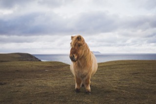 Shetland pony near deepdale, Foula in background