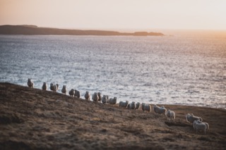 Sheep at Houss Ness