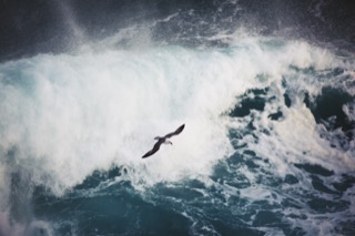 Fulmar flying over the waves, No Ness