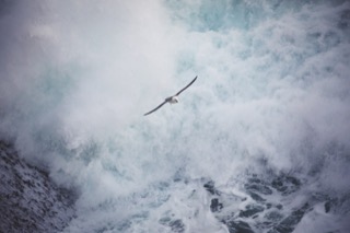 Fulmar flying over the waves, No Ness