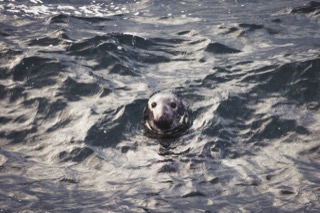 Grey seal, No Ness