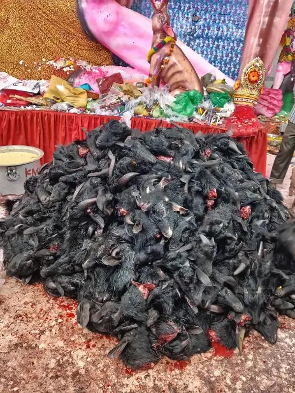 শ্রী শ্রী শ্মশান কালী মাতা মন্দির, ছাওয়ালী, মির্জাপুর, টাঙ্গাইল । - ছবি 6