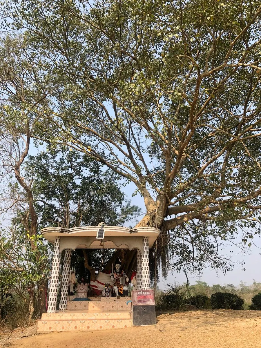 শ্রীমঙ্গল শংকর টিলা photo