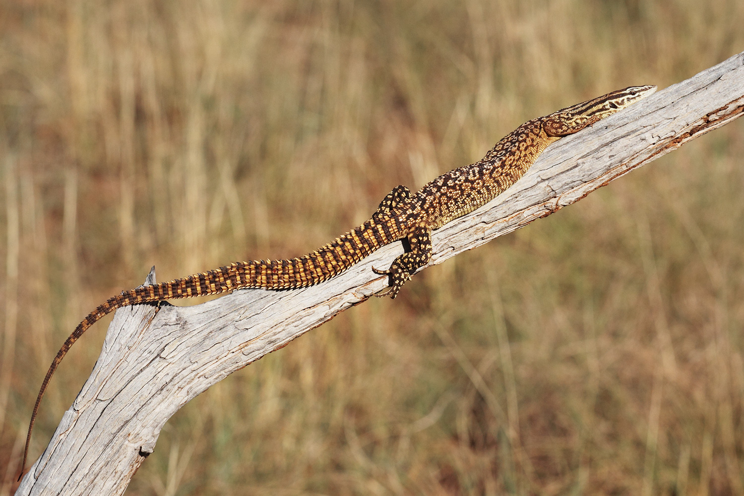 Ackie Monitor