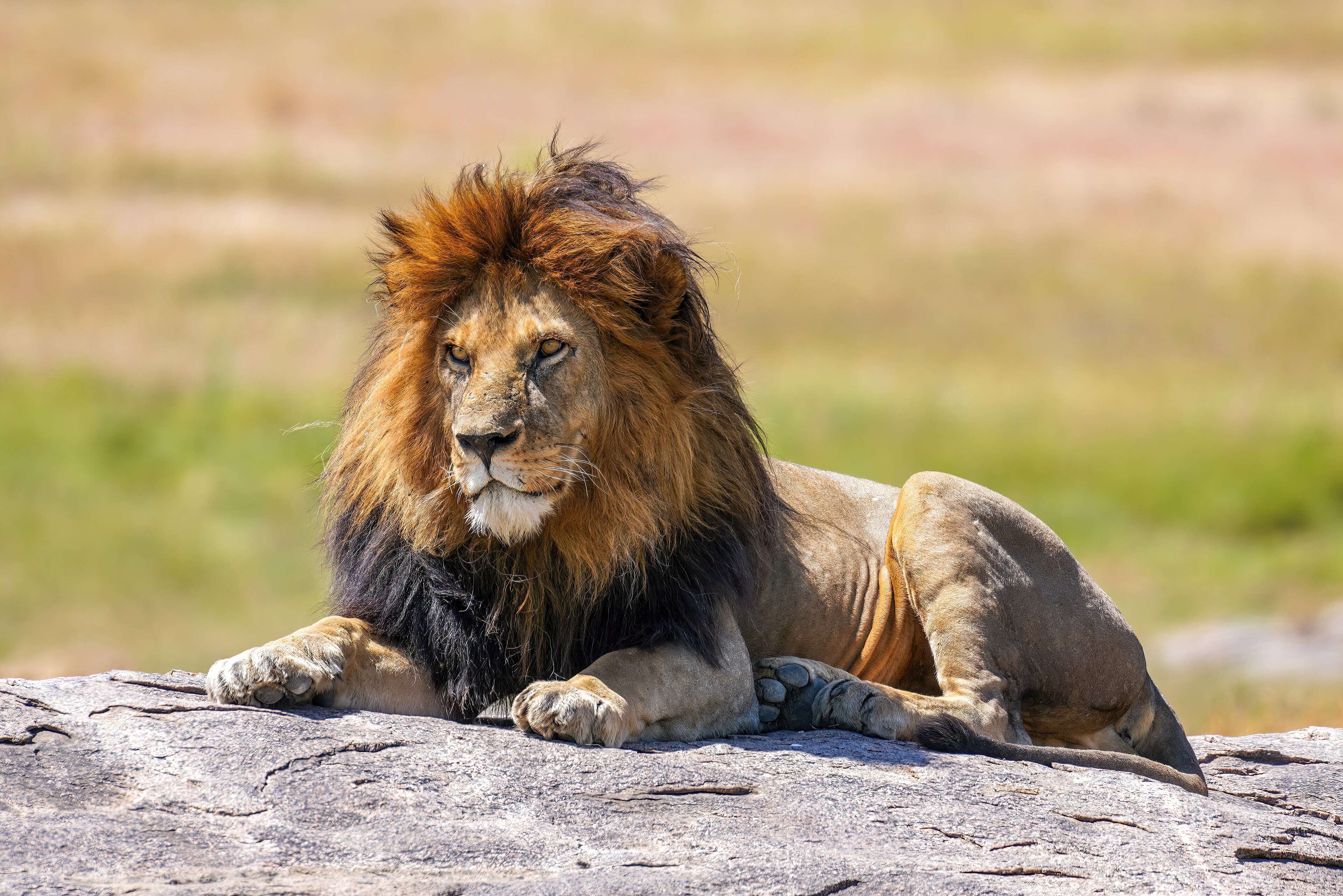 African Lion