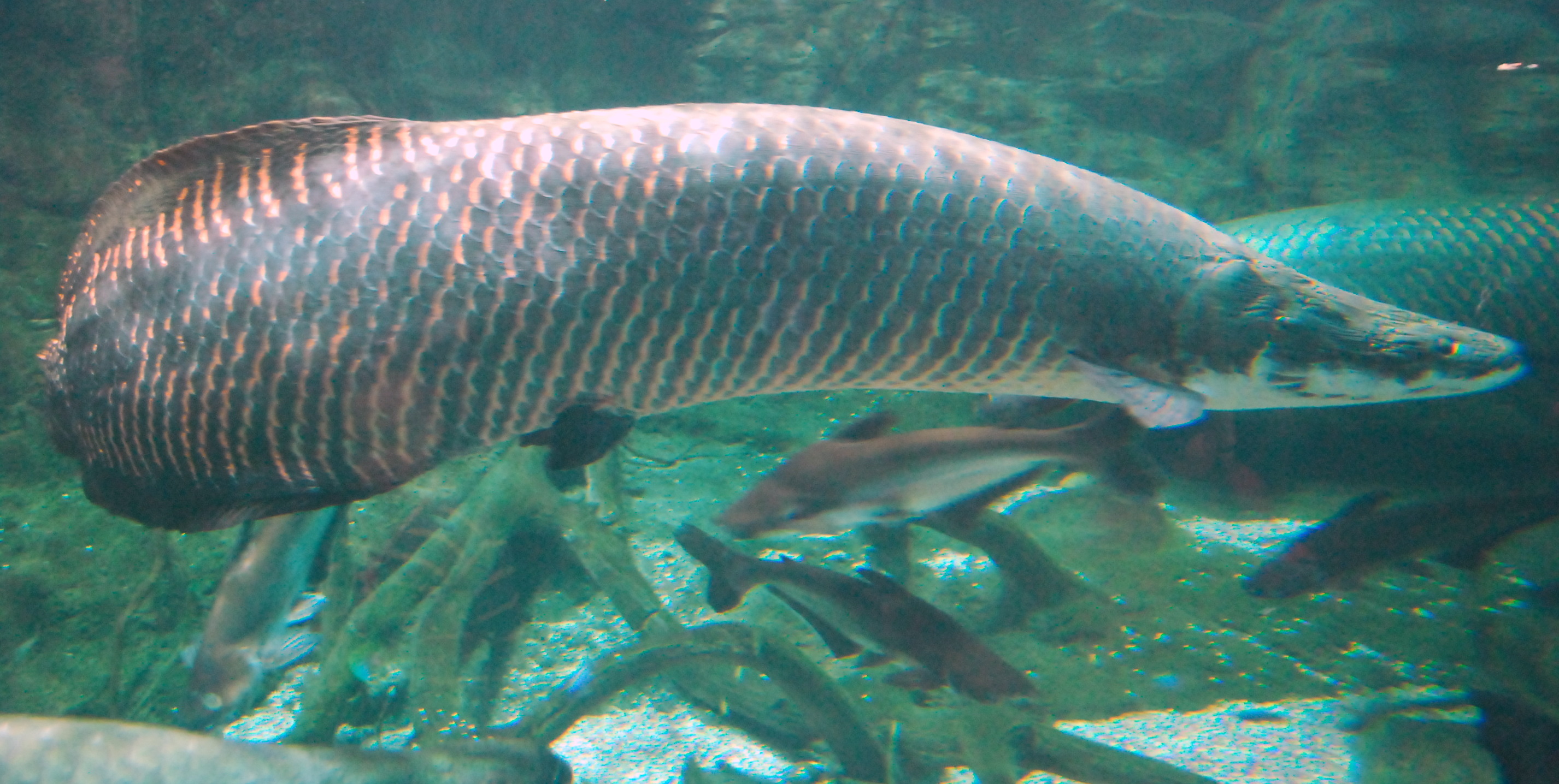 Fish