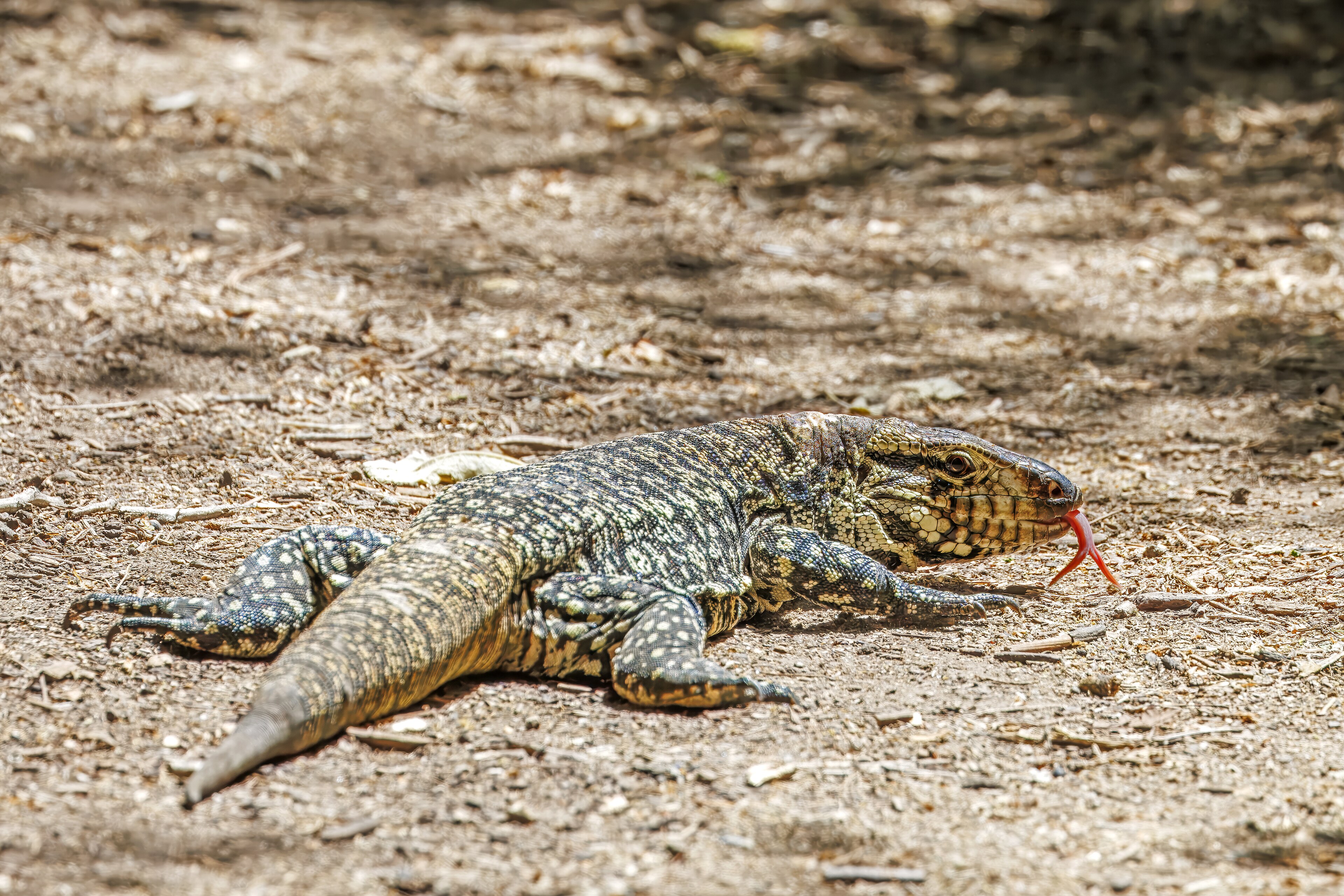 Argentine Black and White Tegu