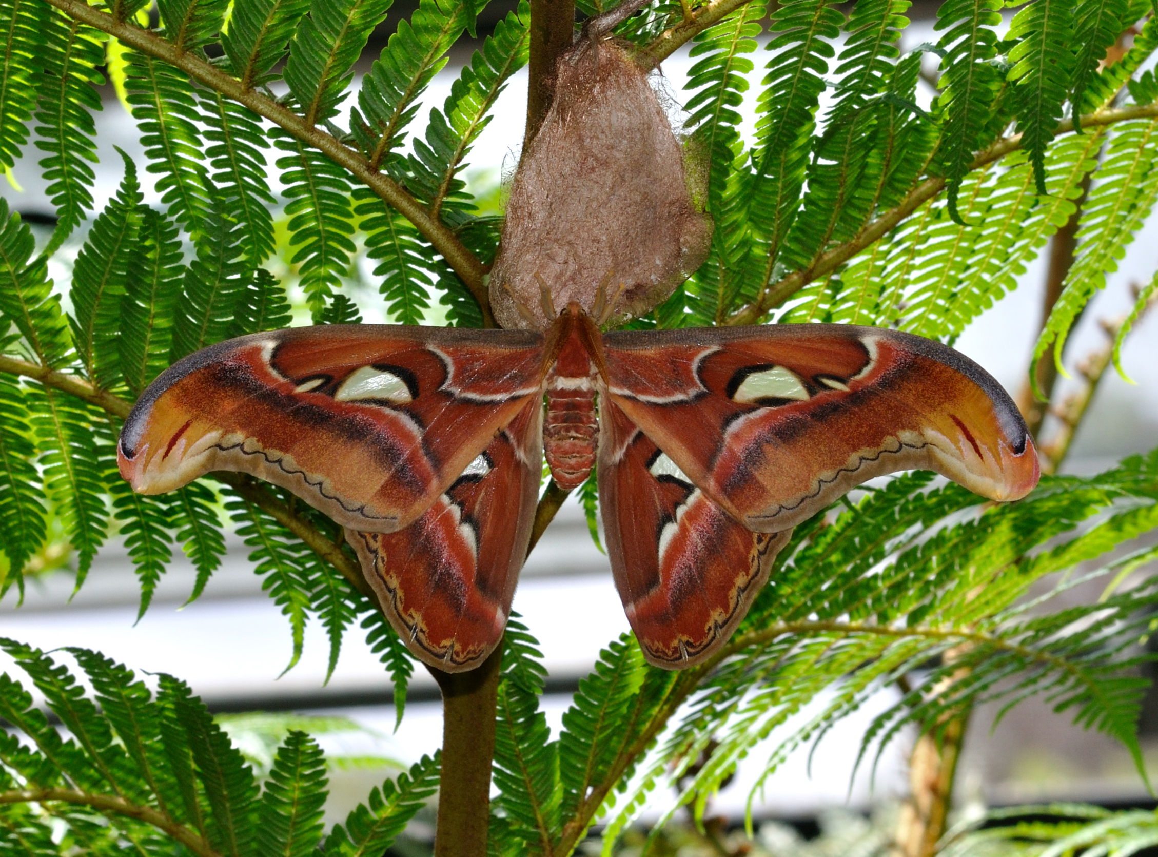 Invertebrate