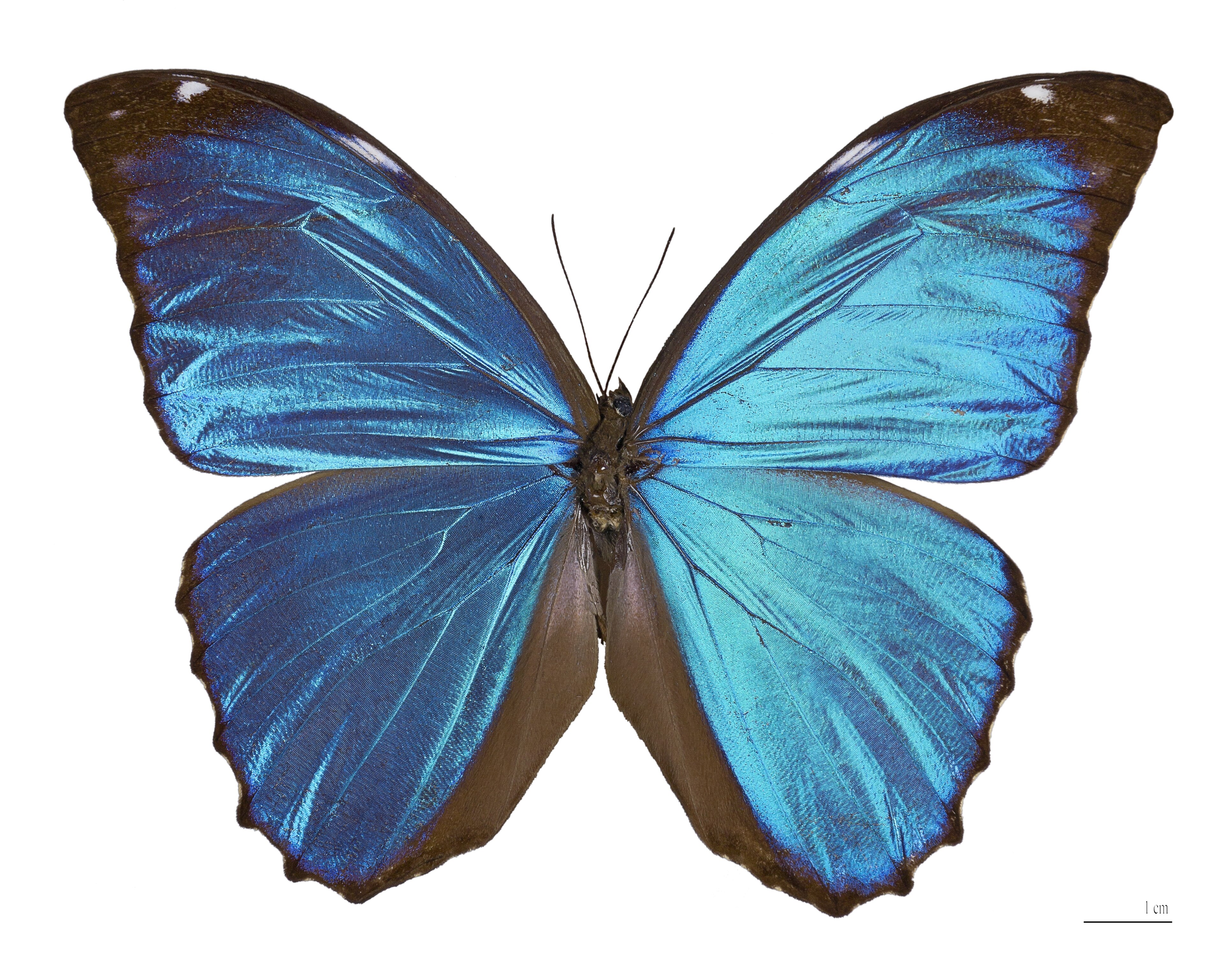 Invertebrate
