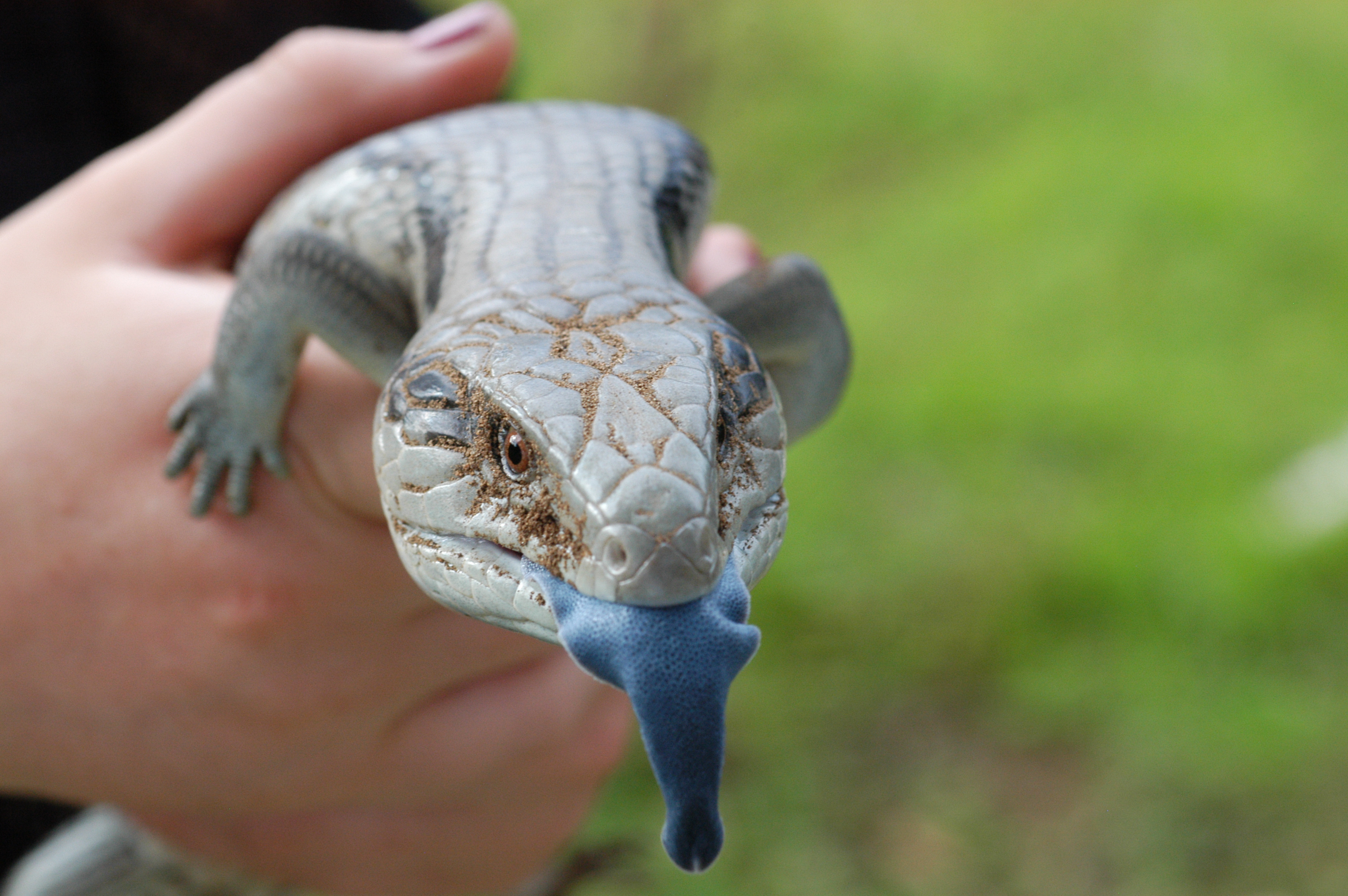 Blue-tongued Skink