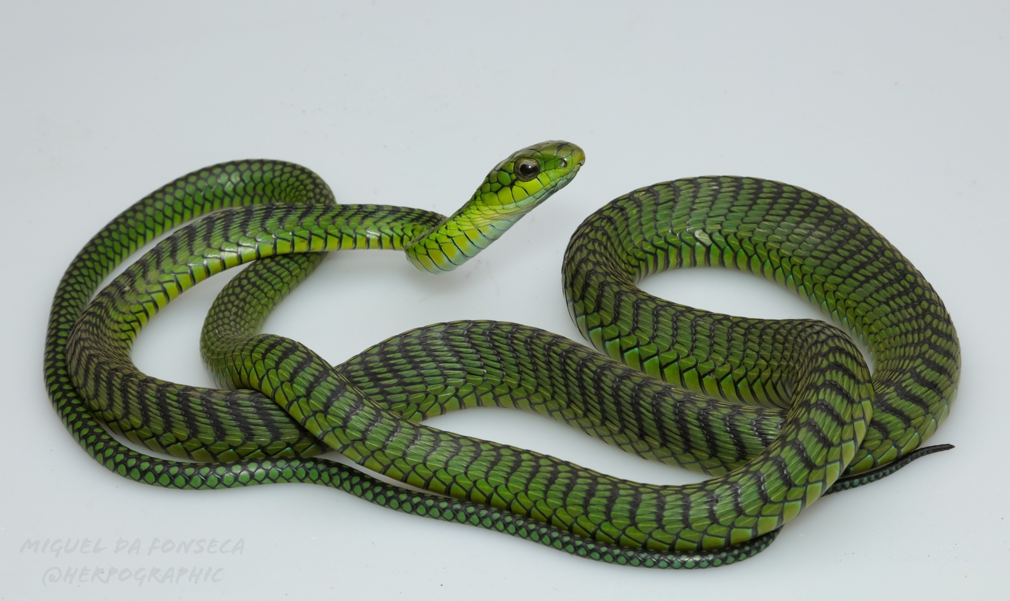 Boomslang