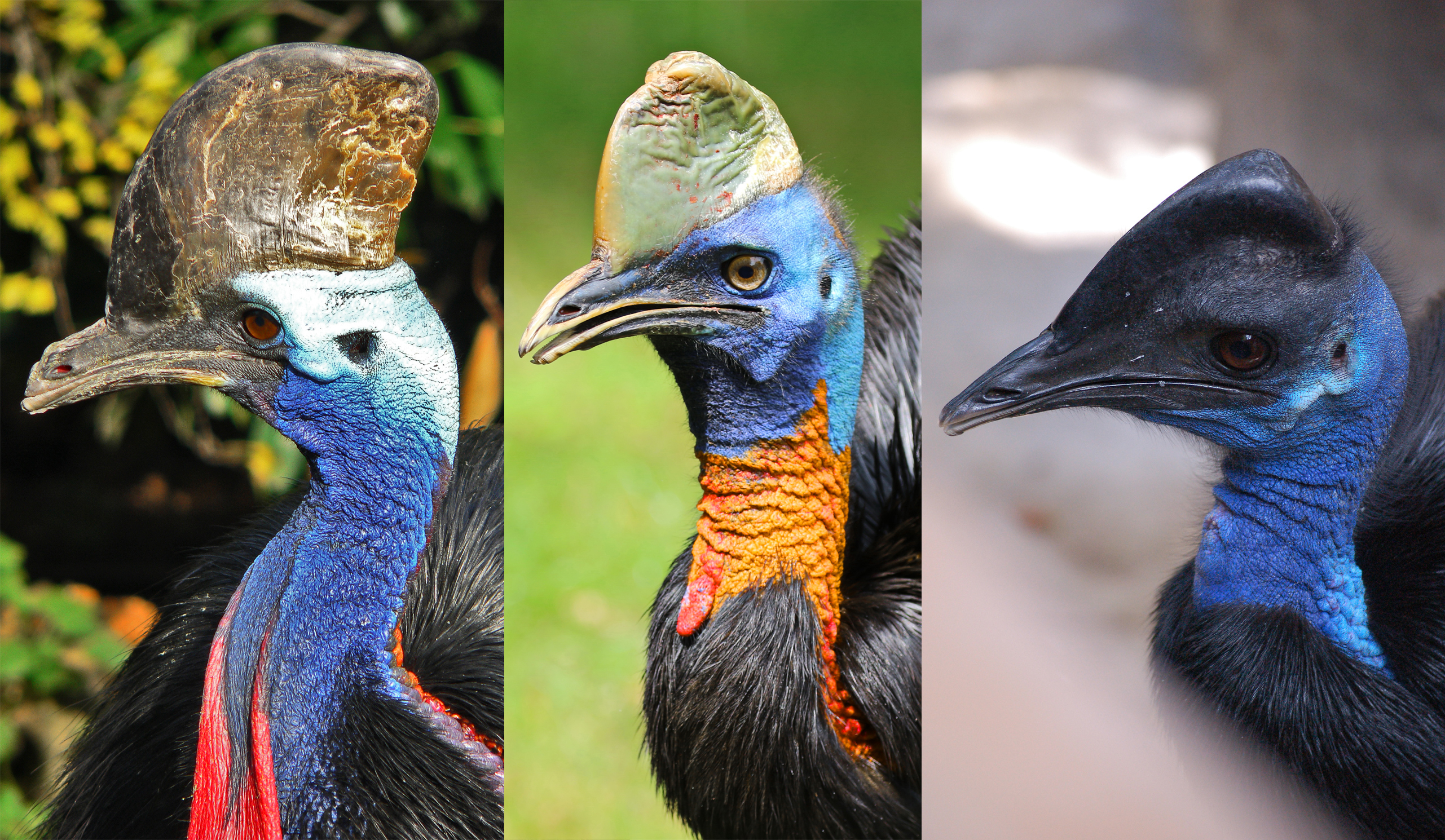Cassowary