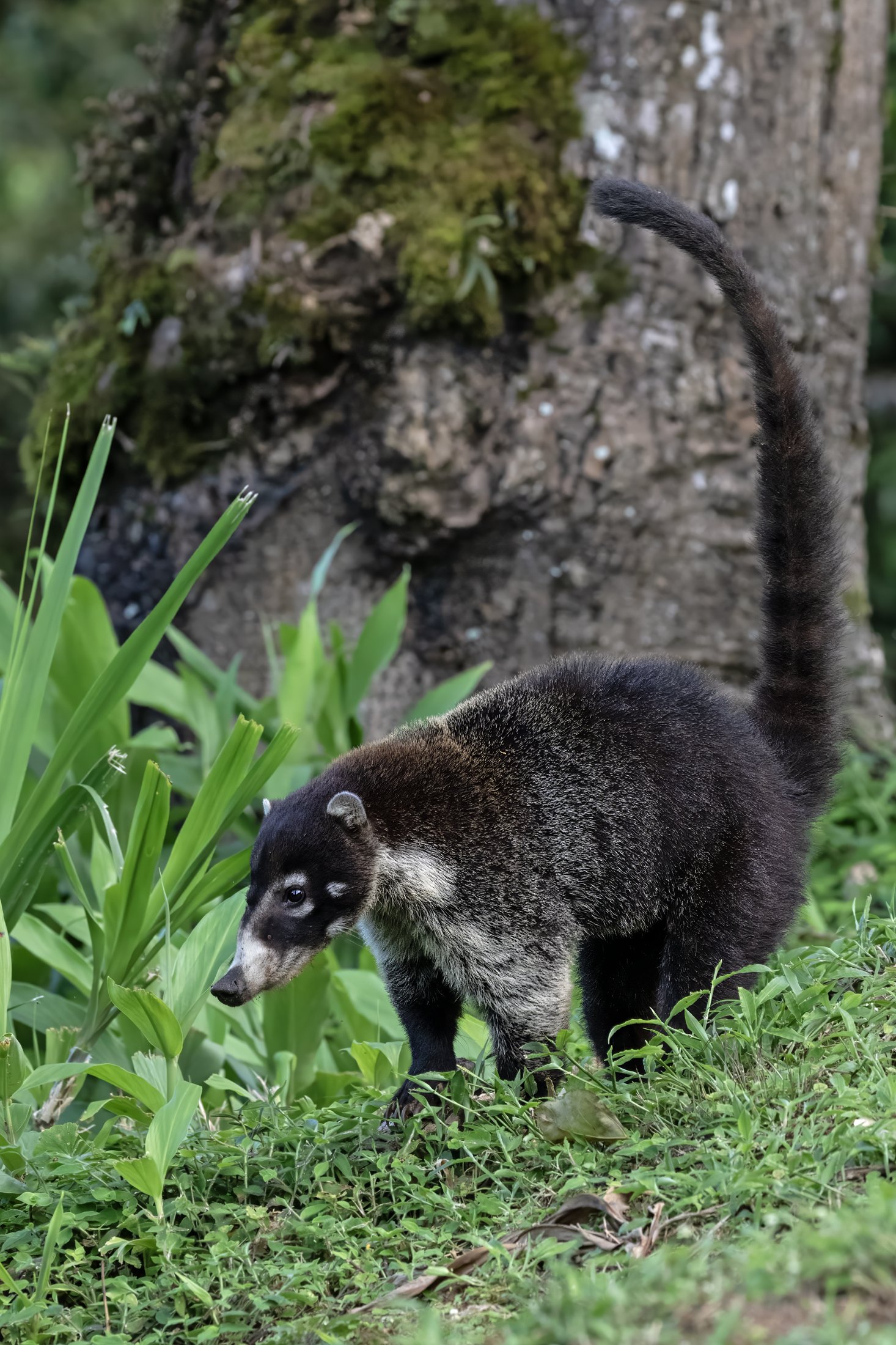 Coati