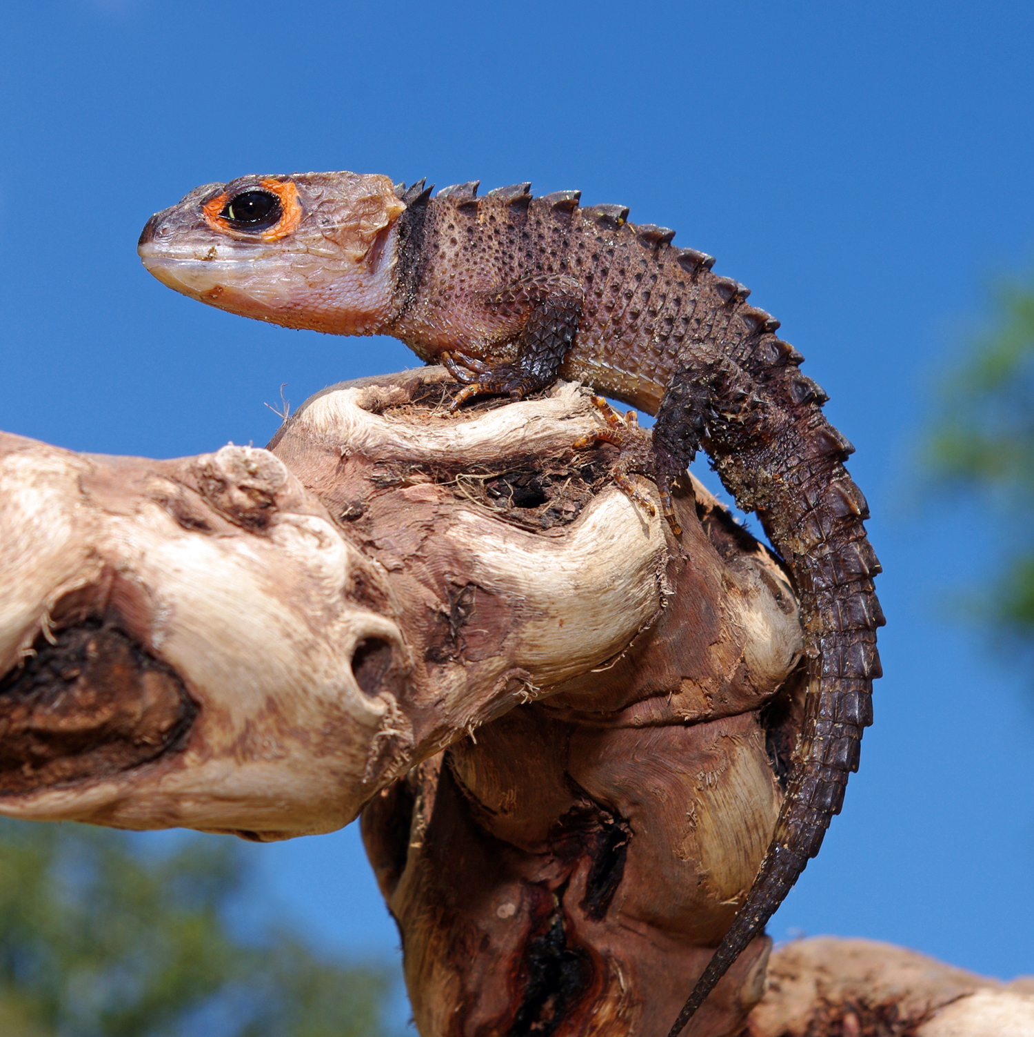 Crocodile Skink