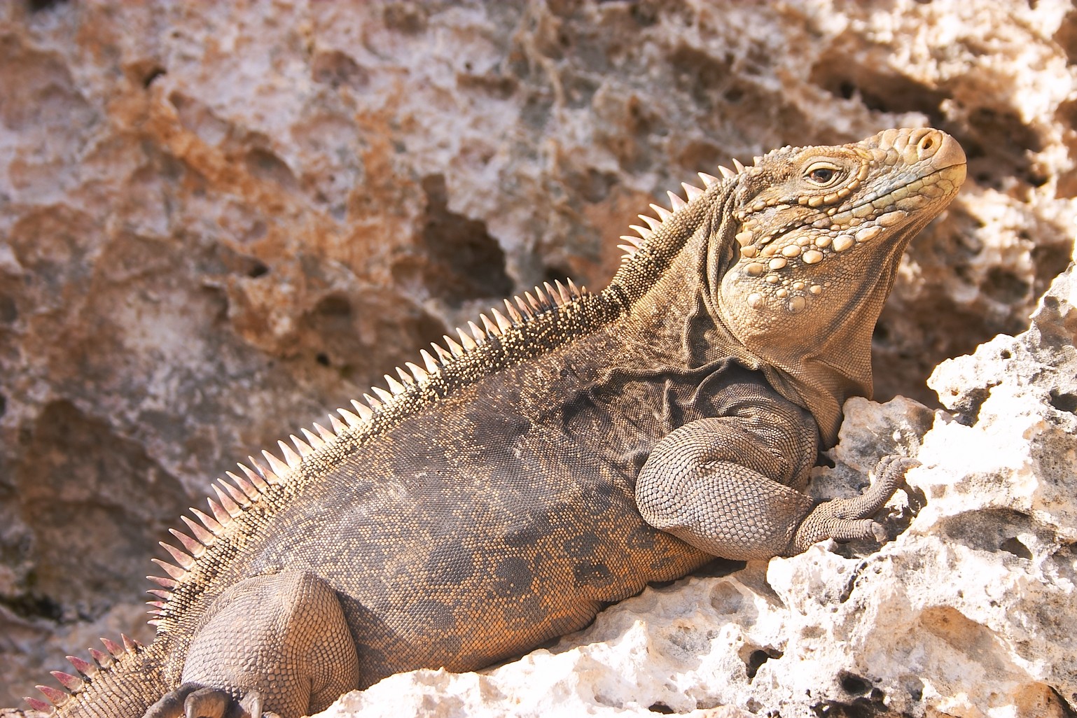 Cuban Iguana