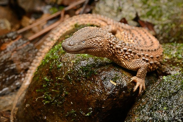 Earless Monitor Lizard
