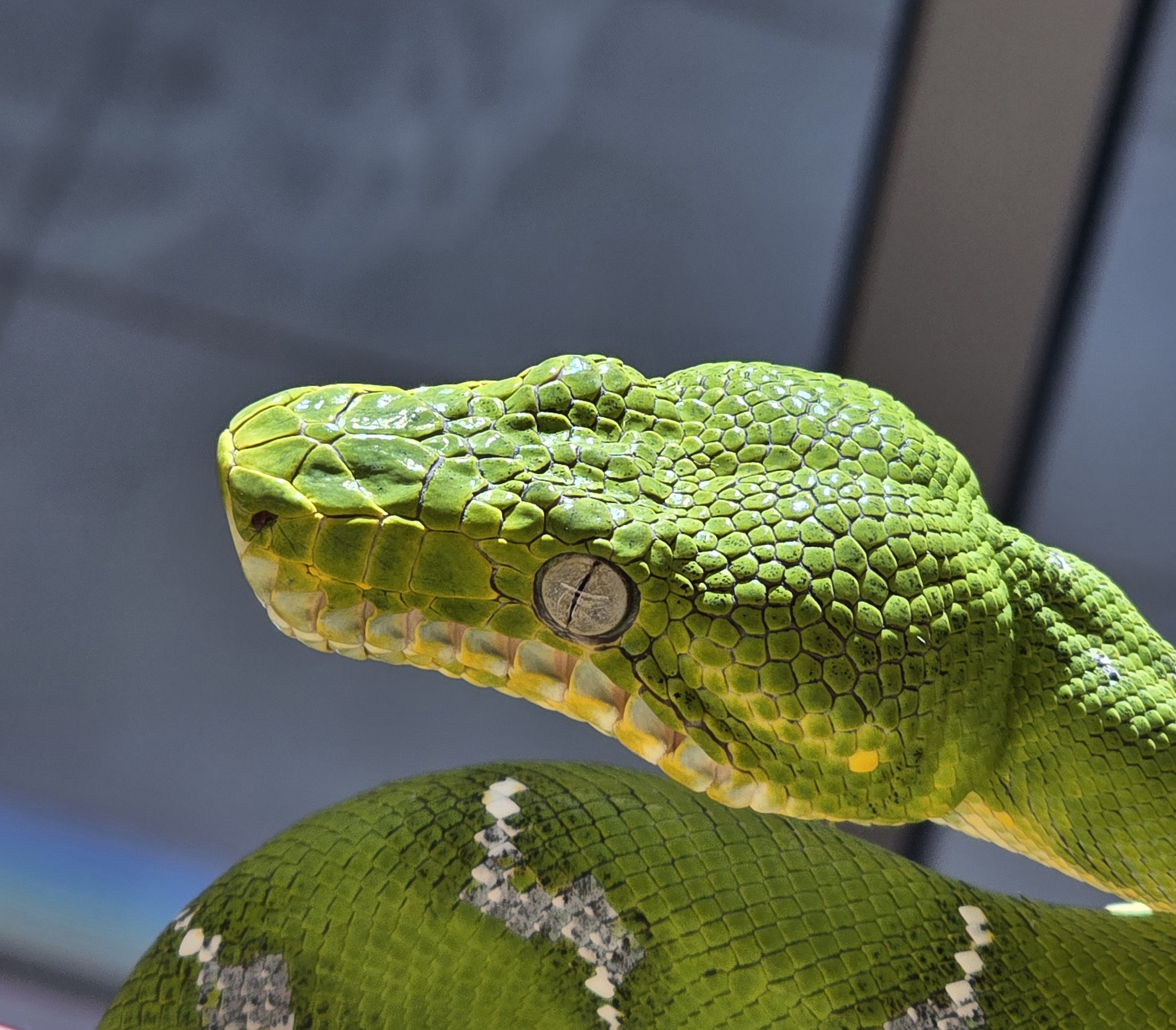Emerald Tree Boa